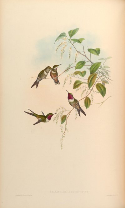 Calliphlox amethystina de John Gould